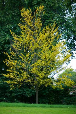 Fagus sylvatica 'Zlatia' - buk lesní (21) - celek